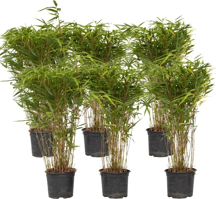 Plant in a Box Fargesia nitida 'Gansu' - Gansu-Bambus (50 cm)
