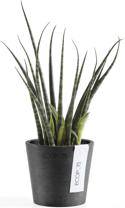 Image du produit Ecopots Amsterdam Mini (8 cm)