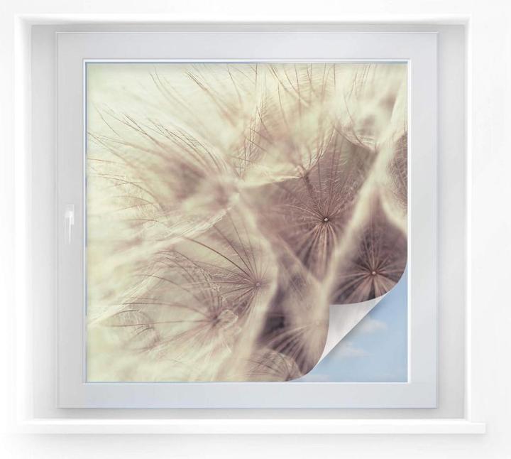 Produktbild Trenddeko Pusteblume Close up (60 x 60 cm)