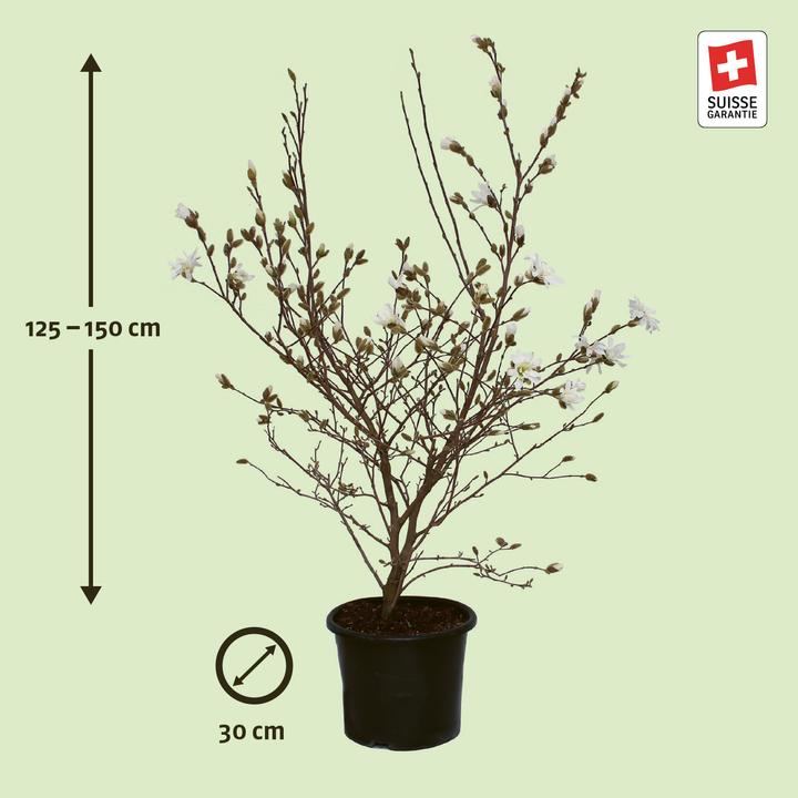 Produktbild Zulauf Stern-Magnolie / Magnolia stellata (150 cm)