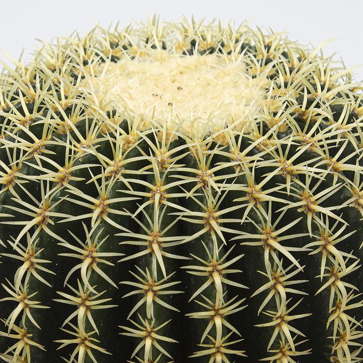 Actual product image Kakteen Gautschi Echinocactus grusonii brevispinus (20 cm)