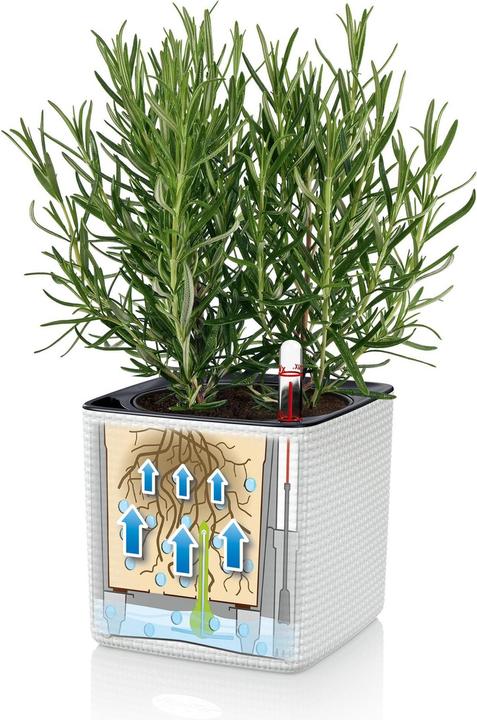 Image du produit Lechuza Green Wall Home Kit (15 cm)