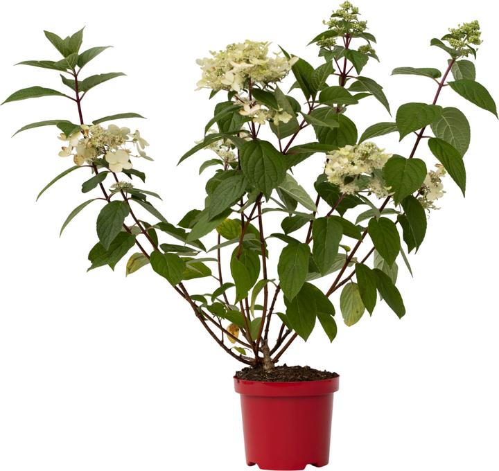 Actual product image Plant in a Box Hydrangea paniculata "Wim's Red" - Hydrangea (25 cm)