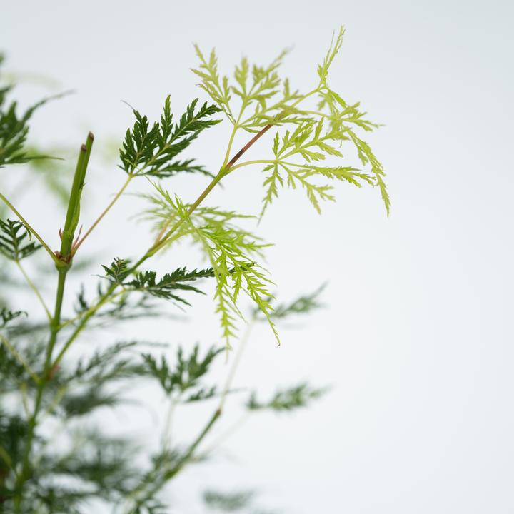 Actual product image Plant in a Box Acer palmatum 'Emerald Lace' - set of 2 maple trees (60 cm)