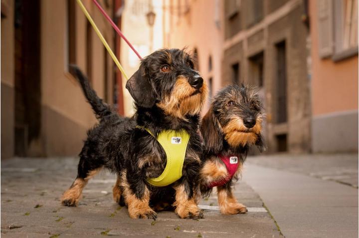 Actual product image Curli Harness Vest Air-Mesh XL, Black (XL, Dog, General)