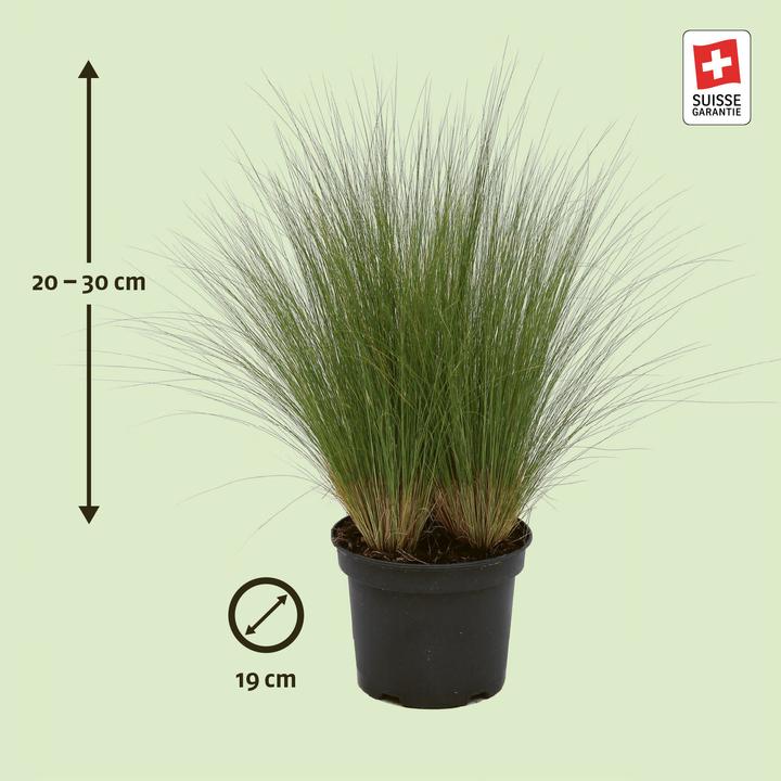 Actual product image Zulauf Herbe aux cheveux de jeune fille (20 cm)