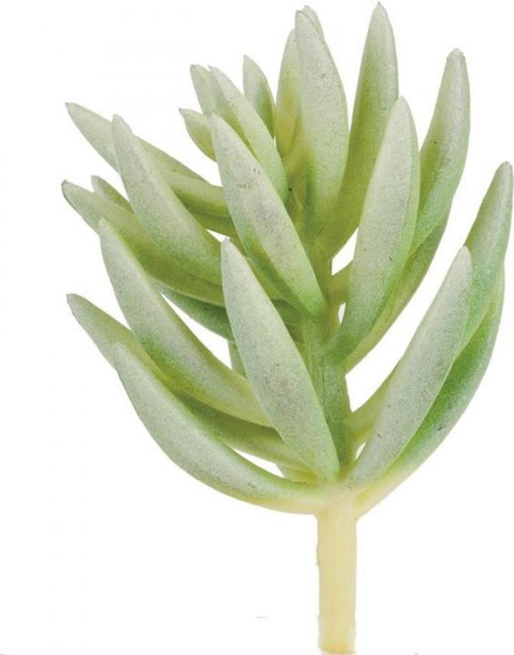 Actual product image Glorex Pachyphytum compactum (7 cm)