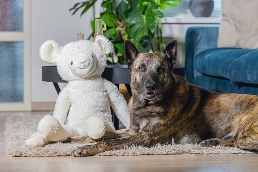 Immagine prodotto Beeztees Bz Plu HD Splz XL Pecora Jessy (Cane di peluche)