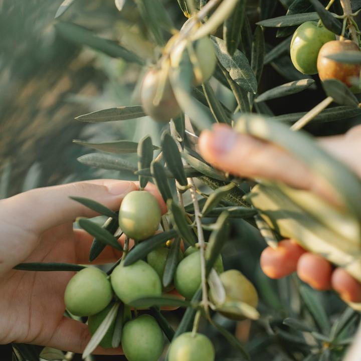 Immagine prodotto Venta del Barón Aceto PX 500ML + Olio Extra Vergine di Oliva 500ML (1000 ml)