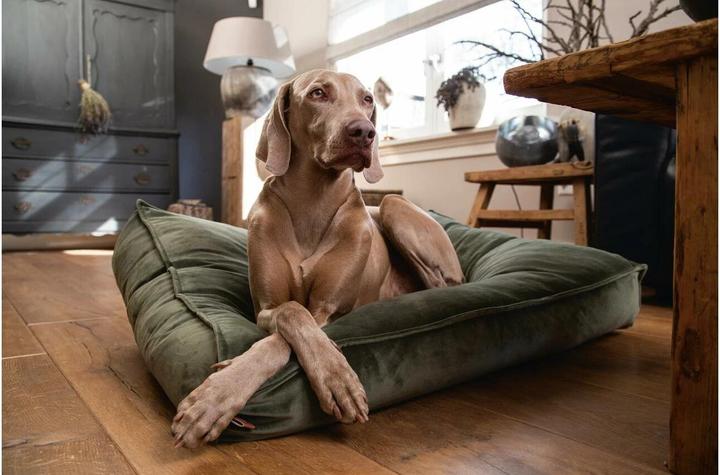 Actual product image Designed by Lotte Dog pillow Nalino (Dog)