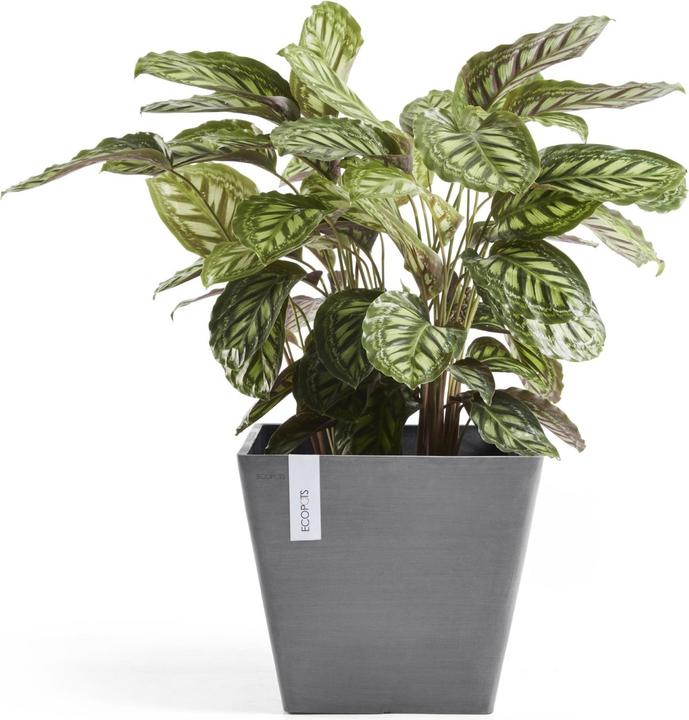 Actual product image Ecopots Rotterdam (40 cm)
