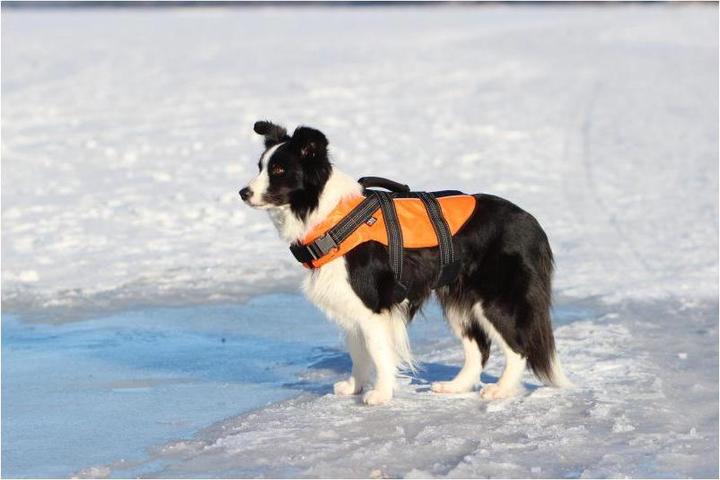 Actual product image Rukka Safety Life Vest (M, Dog vest)