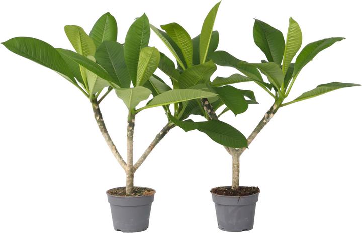 Plant in a Box Plumeria Frangipani - 2er Set Hawaii pflanze (45 cm)