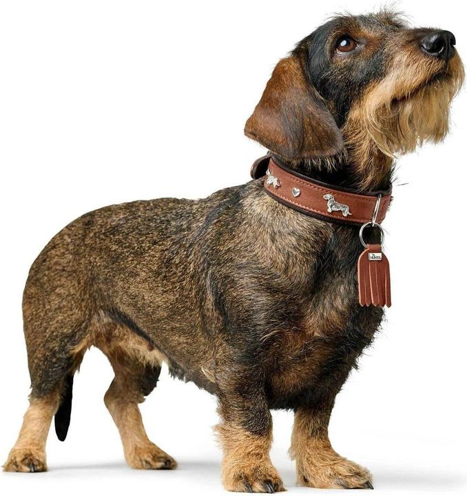 Actual product image Hunter Dachshund collar Munich 37/XS-S, cowhide leather (37, Dog, General)