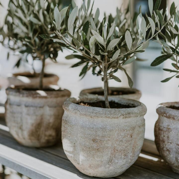 Image du produit Plant in a Box Olea Europaea - Lot de 2 oliviers (25 cm)