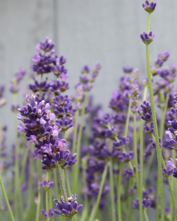 Actual product image feey Lavendel (15 cm, Animal friendly)
