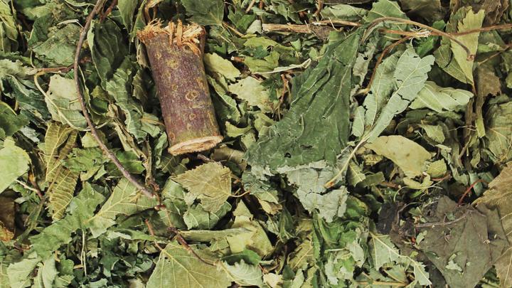 Image du produit JR Farm Secret de la forêt (0.10 kg, 1 x)
