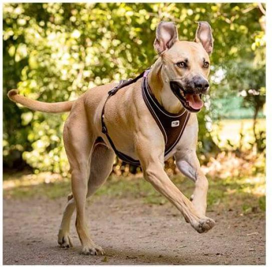 Actual product image Curli Belka Comfort Harness black S (S, Dog, General)