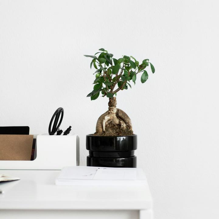 Produktbild Plant in a Box Ficus microcarpa Ginseng - 4er Set Bonsai (30 cm)