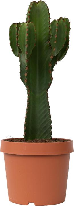 Produktbild Plant in a Box Euphorbia Ingens - Cowboy-Kaktus (85 cm)