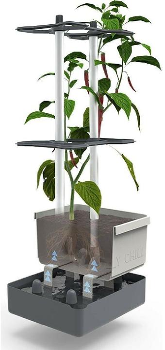 Immagine prodotto Gusta Garden Charly Chili (35 cm)
