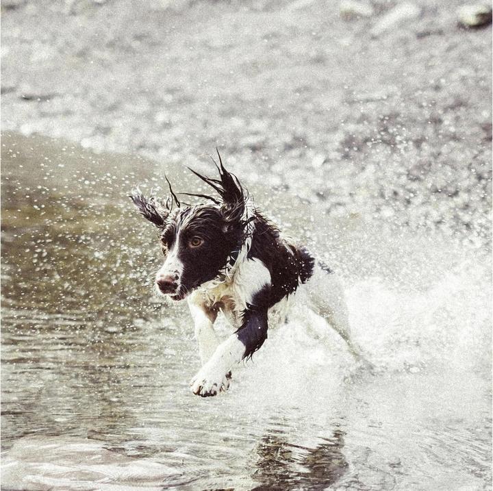 Produktbild Invoxia Pet GPS-Tracker (Hund, Katze, Allgemein)