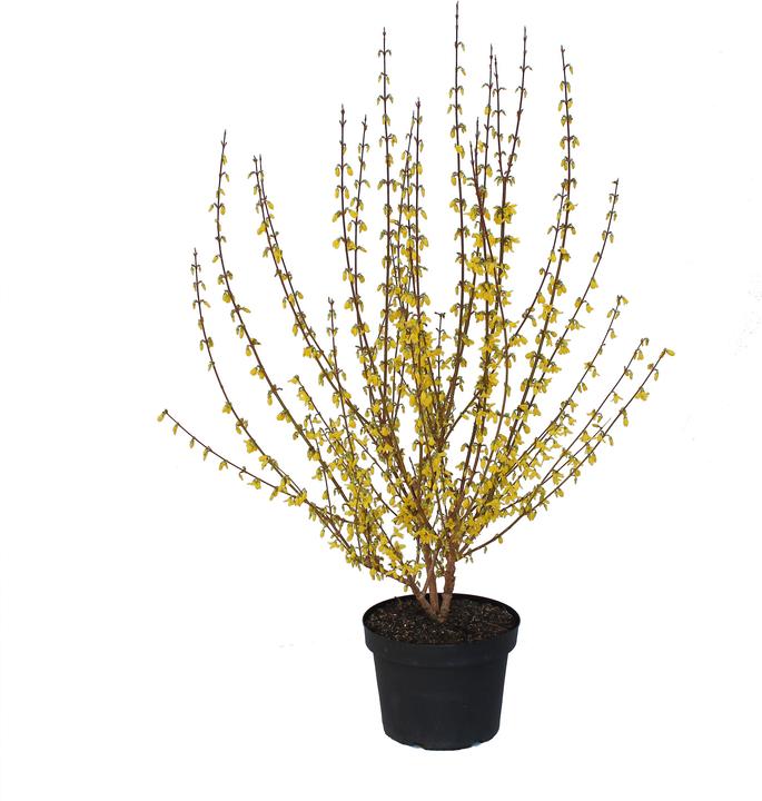 Actual product image Zulauf Forsythia (70 cm, Animal friendly)
