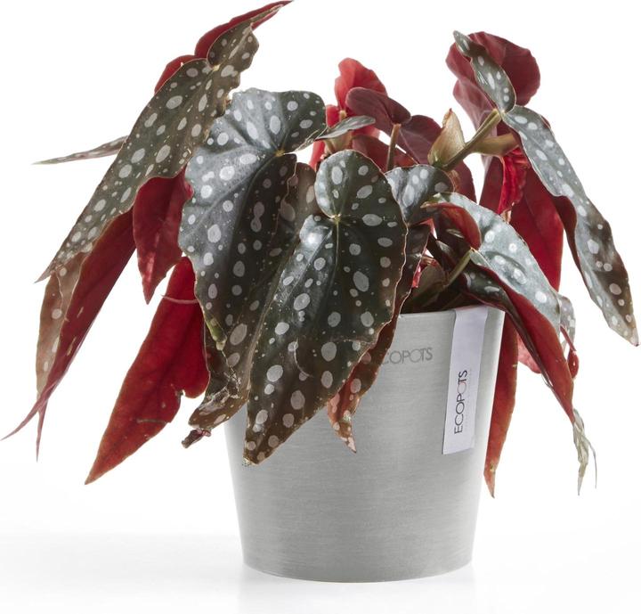 Produktbild Ecopots Amsterdam Mini (13 cm)