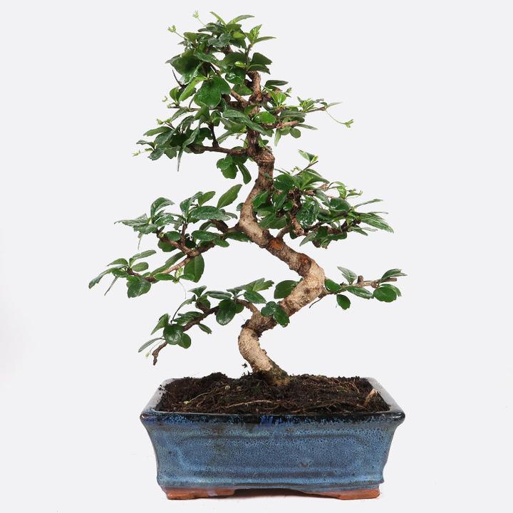 Image du produit Bonsai.ch Ficus retusa (30 cm)