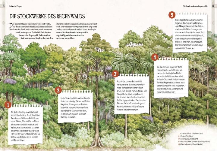 Immagine prodotto Verborgene Welt des Regenwaldes (Tedesco, Kristina Scharmacher scrittrice, Ferruccio Cucchiarini, 2020)