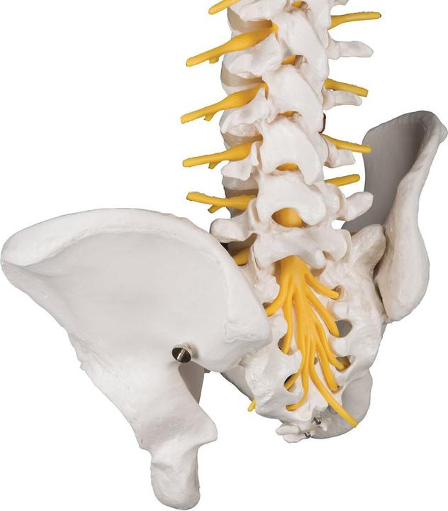 Produktbild 3B Scientific Flexibles Wirbelsäulenmodell Luxus mit Becken, freiliegendem Hirnstamm & eröffnetem Kreuzbein