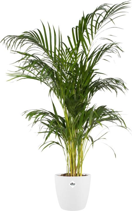 Produktbild Elho Brussels (22.30 cm)
