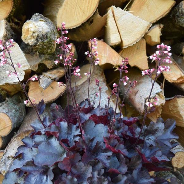 Produktbild Säntispracht 2 er Set, Ein herbstblühendes Purpurglöckchen - Heuchera Starry Night (40 cm)