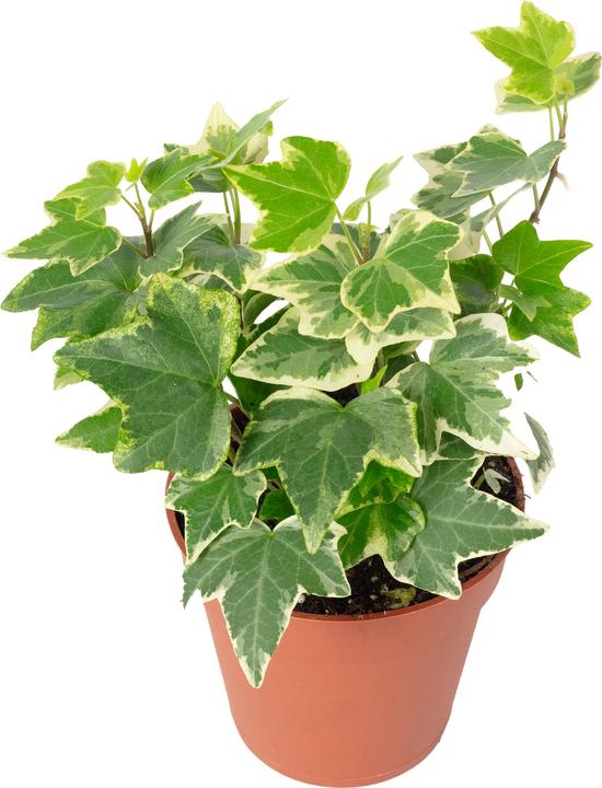 Image du produit Flowerbox Lierre commun- Hedera helix (15 cm)
