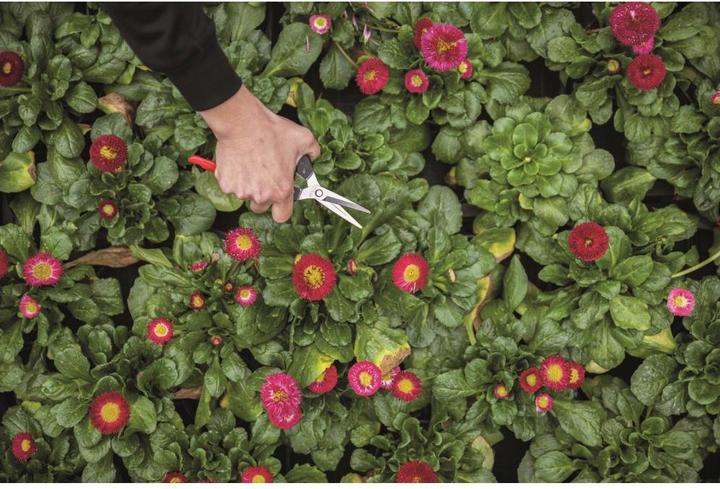 Immagine prodotto Felco Cesoie per fiori