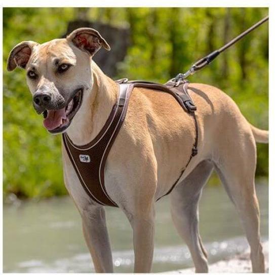 Actual product image Curli Belka Comfort Harness black S (S, Dog, General)