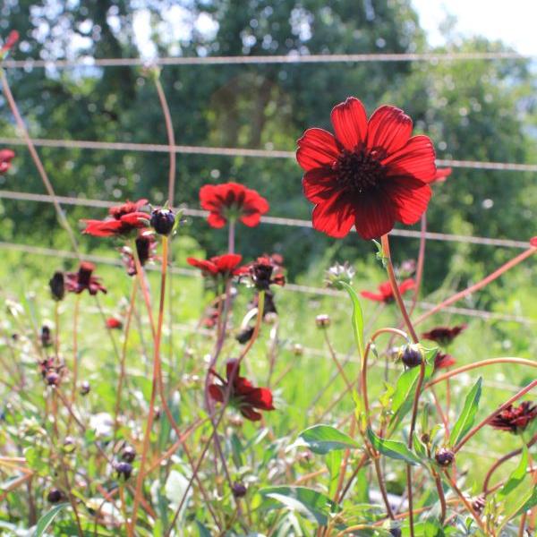Actual product image Säntispracht Set of 2, The fragrant chocolate cosmos - Cosmos atrosanguineum Chocamocha (50 cm)