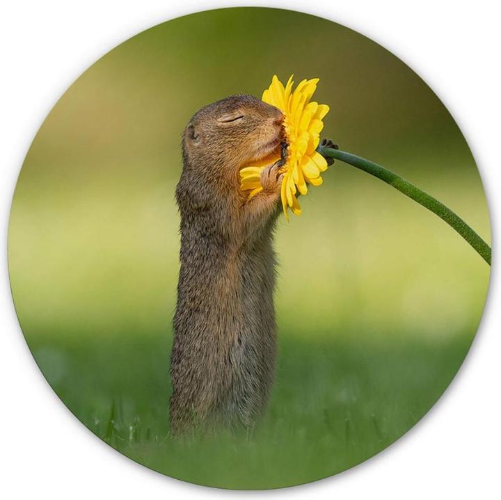 Actual product image Trenddeko van Duijn - ground squirrel smells flower (Ø 30 cm)