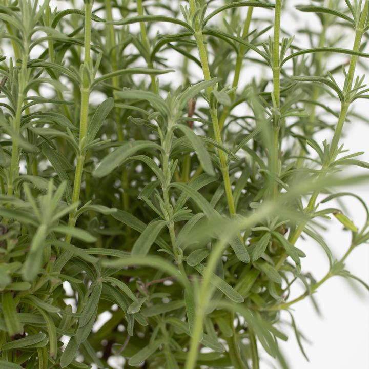 Produktbild Plant in a Box Lavandula stoechas 'Anouk' - Lavendelbaum (45 cm)
