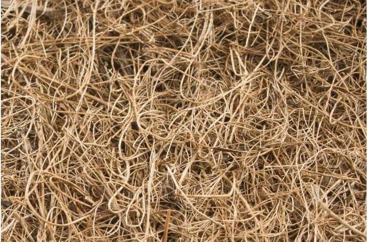 Immagine prodotto Windhager Disco di protezione per noci di cocco