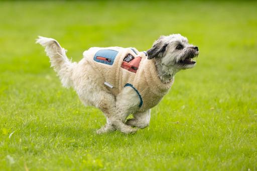 Actual product image Beeztees Dog Coat Teddy (S, Dog jumper)