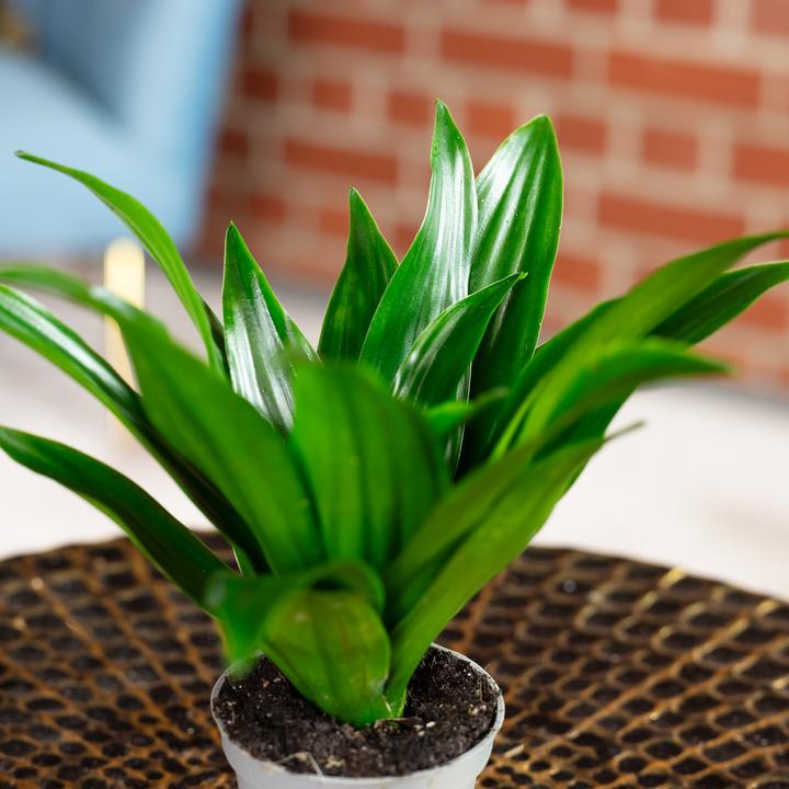 Produktbild Flowerbox Drachenbaum Janet Craig - Dracaena Deremensis Janet Craig (15 cm)