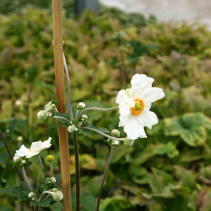 Immagine prodotto Siena Garden Bastone per piantare (120 cm, 1 cm)