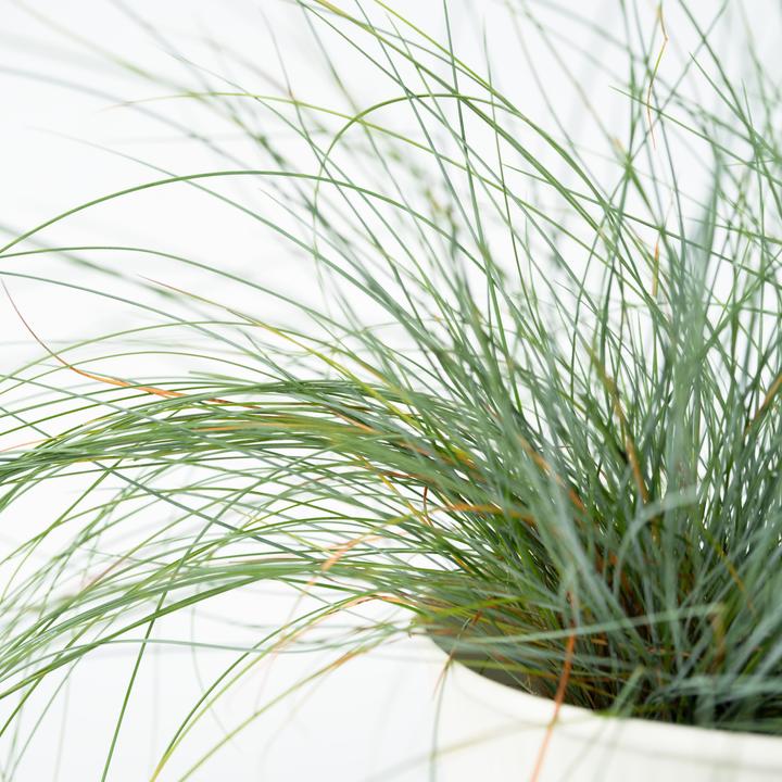 Immagine prodotto Plant in a Box Festuca glauca 'Elijah Blue' - Set di 6 Festuca blu-verde (10 cm)