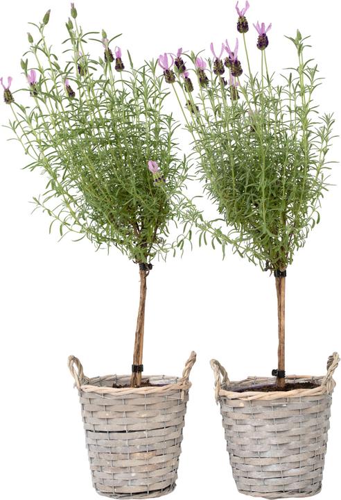 Produktbild Plant in a Box Lavandula stoechas 'Anouk' - 2er-Set Lavendelbaum (45 cm)