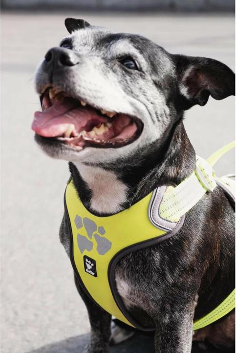 Produktbild Hurtta Weekend Warrior Geschirr, schwarz (M, Hund, Allgemein)