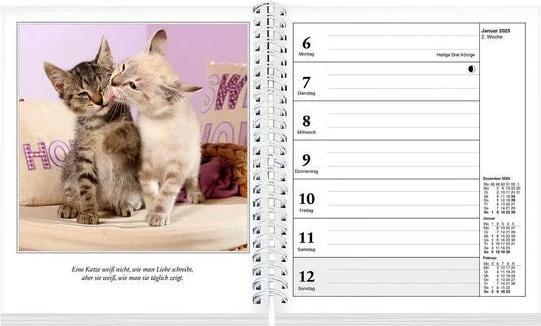Produktbild Schmusekatzen Fotokalender 2025 (17 x 20 cm, Deutsch)