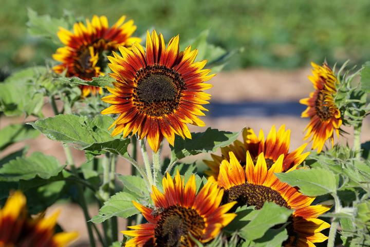 Produktbild Zollinger Bio Sonnenblume, Feuerring (Blumensamen)