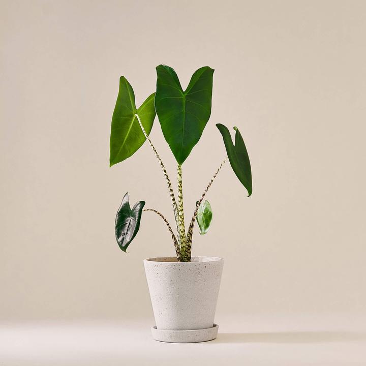 Immagine prodotto Mary and Plants Orecchio di elefante (55 cm)