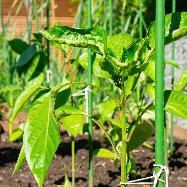 Image du produit Wiltec Toboli 10x tuteur vert 120cm Ø11mm tuteur métal plastique tuteur tomate (120 cm, 1.10 cm)